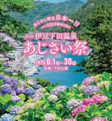 300万輪のアジサイが咲き誇る「あじさい祭」静岡県の下田公園で開催中　多彩なイベントを楽しもう
