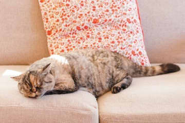 猫を第一に考えた「猫ファースト」な抱っこの手順を、獣医師が解説！