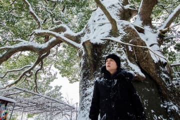 福山雅治、「クスノキ-500年の風に吹かれて-」配信決定。KUSUNOKI PROJECT ver.映像も公開