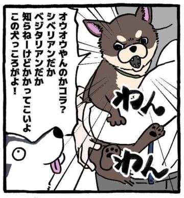 「この通りで笑った」「わかるww」　小型犬・チワワの生態を描いた漫画にSNSが共感、9.5万”いいね”が集まる