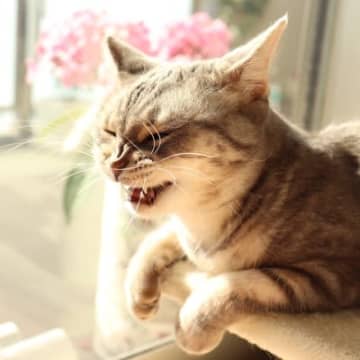 猫も『咳』をすることがある！見られたら、考えられる病気4選