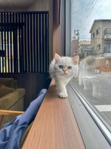 【窓際のランウェイ】猫ちゃんたちのファッションショーに「パリコレ猫の部」「キャットウォークが上手！」と12万いいね