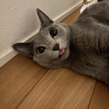 猫って本当に笑うの？ 猫の顔が笑顔に見える理由を獣医師が解説