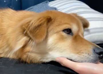 今にも寝てしまいそうだけれど、歯磨きはさせてくれる臆病な元保護犬　「積み上げてきた“信頼貯金”」の成果にほっこり