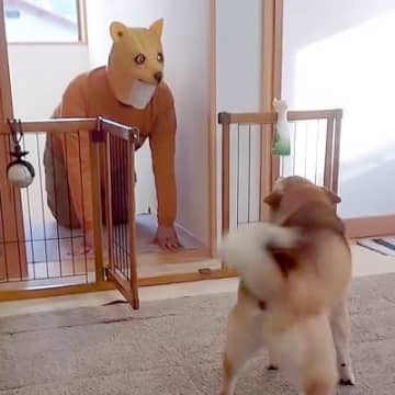 『ワンコの変装をして帰省するドッキリ』を仕掛けた結果→犬に警戒されてしまい…気付いた瞬間の『泣ける反応』が248万再生「最高すぎる」