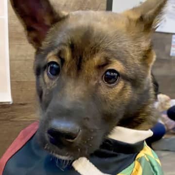 『自分が選んだと思っていたけど…』保護犬カフェで運命の出会い→涙が出るほど『尊い光景』に1万いいね集まる「運命」「僕のって顔」と絶賛の声