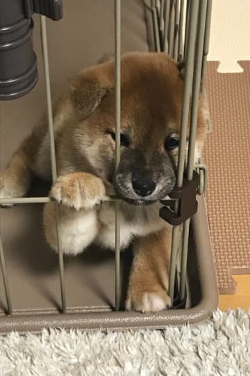 控えめにアピールしていた生後2カ月の柴の子犬→約4年後、「甘えん坊な姿はそのまま」家族に幸せをもたらす存在に！
