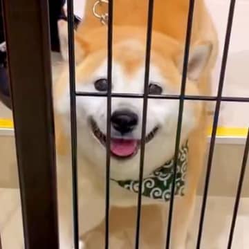 2時間、犬をシャンプーのため預けようとした次の瞬間…離れたくなくなる『お別れをする光景』が13万再生「なんてかわいい」「鳴き声たまらん」