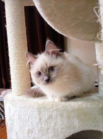 顔の毛色が少しだけ黒かった生後4カ月のラグドール子猫→約4年後、顔全体が黒く成長した可愛い姿にほっこり！