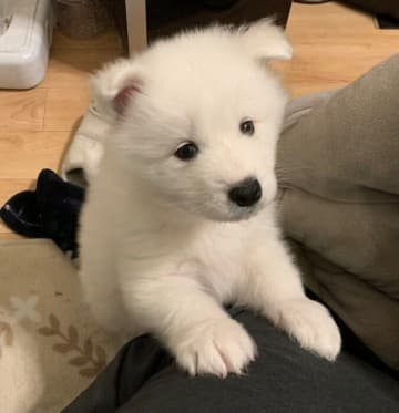 少し不安そうな表情で飼い主を見つめるサモエドの子犬→1年後、「抱っこするのが大変」なほど立派な姿に成長！
