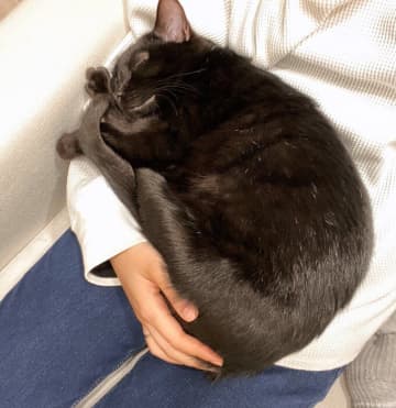 家に迎えてからずっと警戒していた保護子猫が、予想外の行動に！　突然の「急接近」に感動
