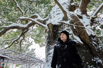 福山雅治が「クスノキ」新録、配信利益の一部を「クスノキ基金」に寄付