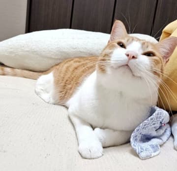 野良猫を保護して動物病院に連れて行くと→先生から「この子は笑顔だね〜」と嬉しい言葉が！　ほっこりエピソードに反響