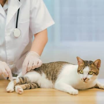 後ろ足が…多い？合計6本の足をもつ猫を保護　心やさしい人々の手を借り、新しい猫生を手に入れる　カナダ