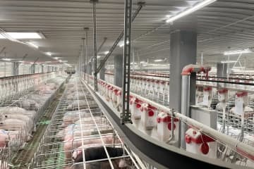 中国の「高層ビル養豚」、本当にそんなに良いものなのか？―仏メディア