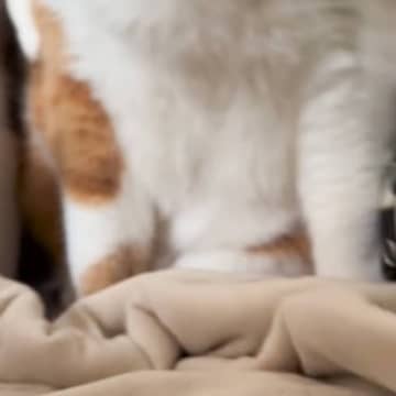『寝坊した猫の飼い主さん』→起きて目の前を見てみたら…『圧強めな光景』が笑っちゃうと71万再生「お腹空きましたってｗ」「たまんないねｗ」