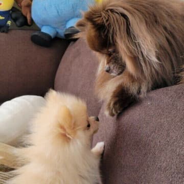 先住犬は新入り犬をしつける？　人や犬に対する行動のウソ・ホント