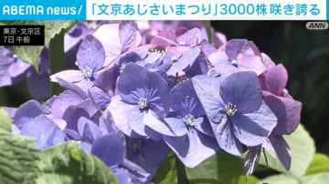 「文京あじさいまつり」 約30種類・3000株の色鮮やかなアジサイが咲き誇る