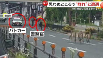 シカ5頭をパトカーが追跡！奈良公園付近の車道を疾走…茨城・鹿嶋市で海岸にイワシの大群も「歩くと踏んじゃうくらいの量」