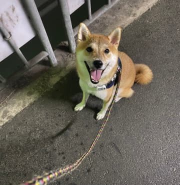 【ワンコがいたから気づけた】路上の小さな幸せに10万いいね→「素敵すぎて涙出る」「優しい子」