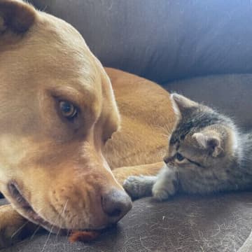 猫と犬が仲よくできるのはなぜ？ 猫は犬のことをどう思っている？ 獣医師が解説