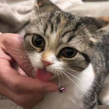 猫が外を見るのは出たいから？　猫のしぐさや行動の真意を専門家に聞いた！