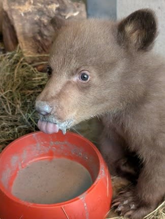 生後２カ月の子グマを保護、クマの衣装で世話する理由は　米
