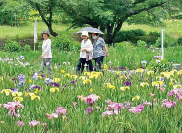 咲き誇る初夏の風物詩　埼玉・上尾の丸山公園、50種1万株のハナショウブが見頃　祭りは8日まで…でも、種類により開花時期にずれ　まだつぼみ多く、しばらく見頃続きそう　アジサイとのコラボも