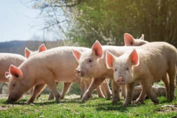 『悲しすぎる動物』の雑学6選　ブタは空を見上げることができなかった…