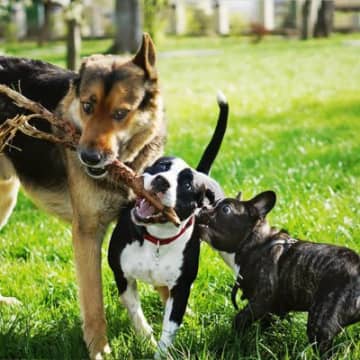 『負けず嫌いな犬』がみせる共通点5選　主な特徴や攻撃的な態度をとってきたときの正しい対応まで