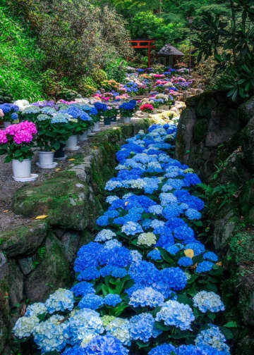 清らかに流れるような〝紫陽花の川〟が美しい　奈良の「あぢさゐ回廊」今年も絶景