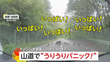 「いっぱい！いっぱい！いっぱい！」車の前に突然イノシシ“大家族”が…ウリ坊引き連れ全14頭が縦横無尽に走り回る　長野・池田町