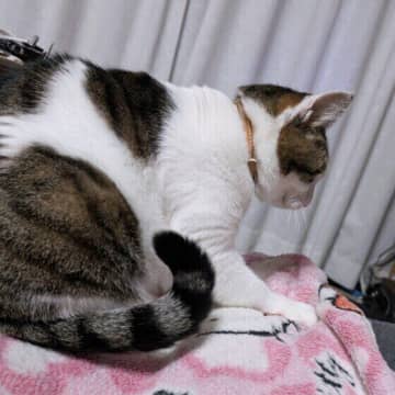 フシギだけどカワイイ！　オトナの猫が赤ちゃん返りする理由とは？