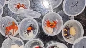 中国で1700万人超が「特殊ペット」を飼育