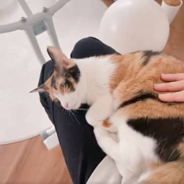 飼い主さんに運動を断念させた猫の行動に1.2万人が反応　ひざにのりたがる猫の心理を獣医師が解説