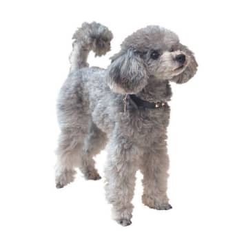 犬の目の病気を防ぐために！　やっておきたい「セルフアイチェック」