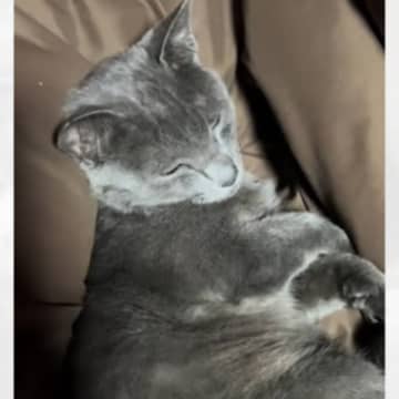ご飯の時間に寝ている猫を起こしてみたら…まるで『人間のような反応』に"大爆笑"153万再生「後で食べるって言ってそうｗ」「あと5分～」