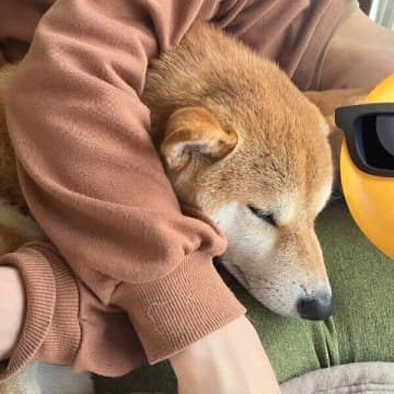 朝散歩のはずが「パパさんと仲良く二度寝」する柴犬　微笑ましい光景にほっこり！
