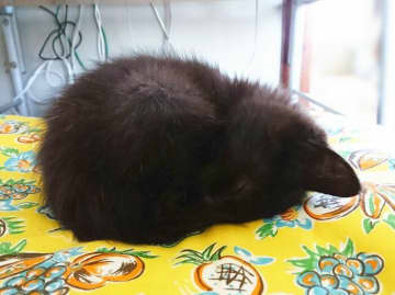 ジョギング中に衰弱している子猫を保護　手のひらサイズの小さな“毛玉”が、4年後には「元気なイケニャン」に！