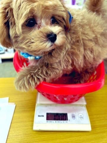 人懐っこくておとなしかった生後2カ月半の子犬→約2年で体重が4倍になり、「新しい発見を見つけさせてくれる存在」に成長！