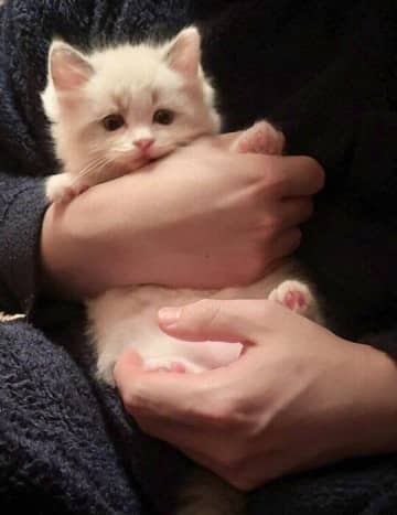 900gしかなかった生後2カ月のラグドールの子猫→生後9カ月になり5kgになった現在の姿がたまらなくかわいい
