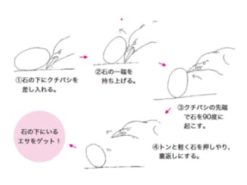 ついばむ・掘る・切る…カラスの“マルチツール”クチバシの使い方とは!?【眠れなくなるほど面白い 図解 カラスの話】