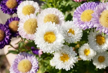 6月9日の花とは？【366日の誕生花と幸せの花言葉】