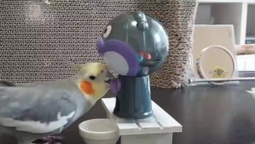 【エンドレスガチャ】2羽のオカメインコが遊ぶ姿が延々と見ていられると話題に。「ちゃんと仕組みを理解して遊んでるのかわいい」