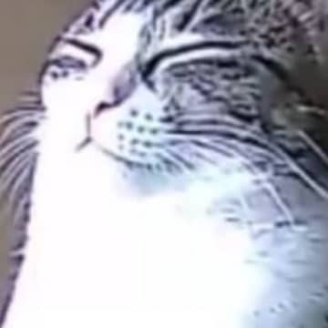 ペットカメラで『お留守番している猫の様子』を見てみたら…まさかの瞬間が513万表示「エジプトの神様みたい」「素人は黙っとれｗ」