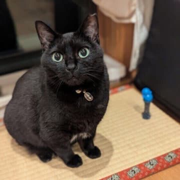 愛猫の命を救うために！　知っておきたい心肺蘇生法の手順を専門家が解説