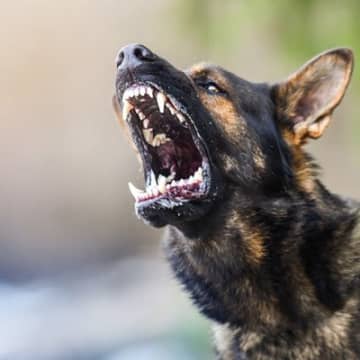 犬から人にうつる『共通感染症』とは？命に関わる可能性も…主な症状や予防法を解説