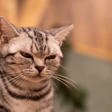猫が『ゴロゴロ』言うのは危険なサインのことも？甘えているときとの見分け方とは