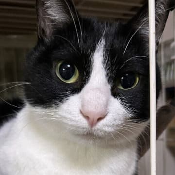 猫の「鼻くそ」はなんでできるの？　注意が必要な鼻くその見た目、日常のケアを獣医師が解説