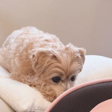 犬は反省しないってホント？　犬の生態にまつわるウソ・ホントを解説！